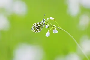 Anthocharis: Orange Tip