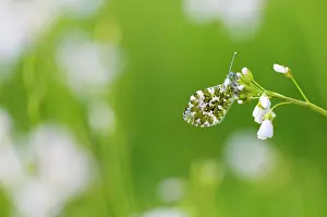Anthocharis: Orange Tip