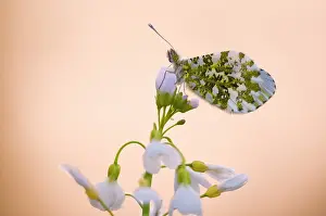 Anthocharis: Orange Tip