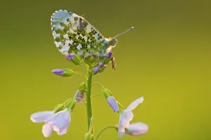 Anthocharis: Orange Tip
