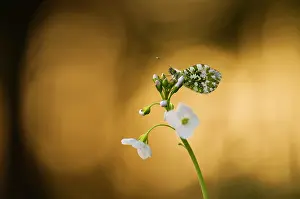 Anthocharis: Orange Tip