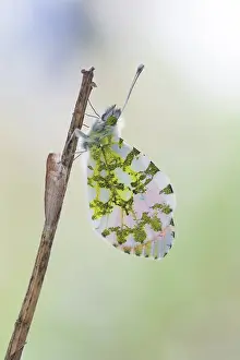 Anthocharis: Orange Tip