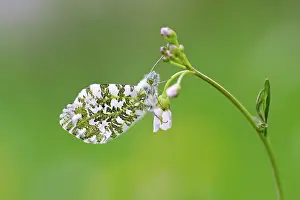 Anthocharis: Orange Tip