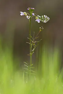 Pratensis: Orange Tip