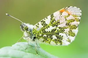 Anthocharis: Orange Tip