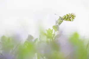 Anthocharis: Orange Tip