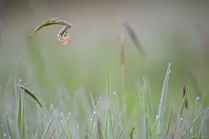 Anthocharis: Orange Tip