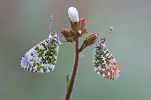 Anthocharis: Orange Tip