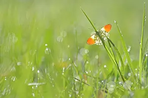 Anthocharis: Orange Tip