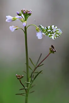 Pratensis: Orange Tip