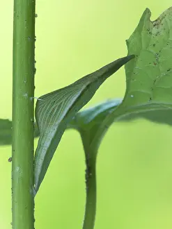 Anthocharis: Orange Tip