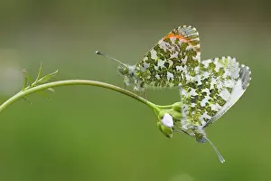 Anthocharis: Orange Tip