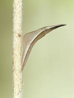 Chrysalis: Orange Tip