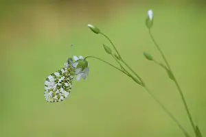 Anthocharis: orange tip (Anthocharis cardamines)