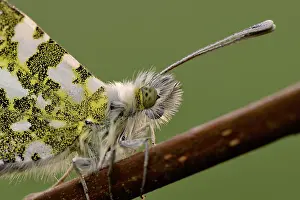 Anthocharis: Orange Tip (Anthocharis cardamines)