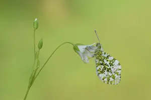 Anthocharis: orange tip (Anthocharis cardamines)