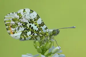 Anthocharis: orange tip (Anthocharis cardamines)