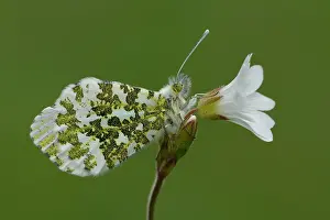 Anthocharis: orange tip (Anthocharis cardamines)