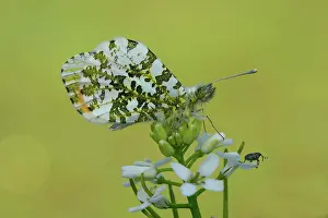 Anthocharis: orange tip (Anthocharis cardamines)