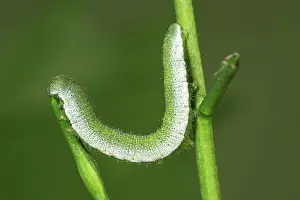 Anthocharis: Orange tip (Anthocharis cardamines) caterpillar