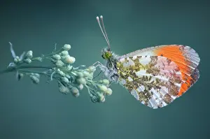 Anthocharis: Orange Tip (Anthocharis cardamines) on flower, France