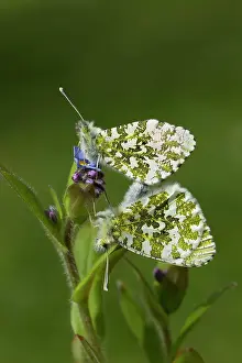 Guy Rogers: Orange Tip Butterflies - mating on Forget-Me-Not