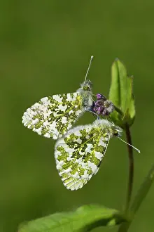 Guy Rogers: Orange Tip Butterflies - mating on Forget-Me-Not
