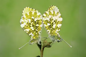 Anthocharis: Orange-Tip BUTTERFLIES - pair mating