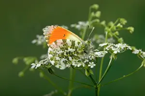 Anthocharis: Orange Tip Butterfly