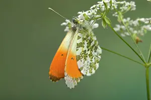 Anthocharis: Orange Tip Butterfly