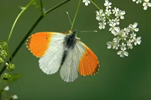 Anthocharis: Orange Tip Butterfly