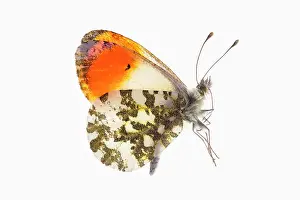 Anthocharis: Orange Tip Butterfly
