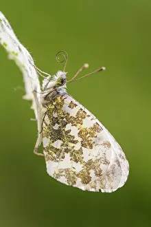 Anthocharis: Orange Tip Butterfly
