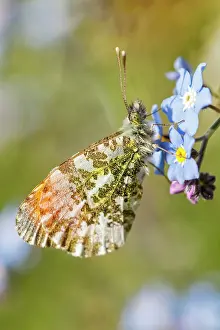Anthocharis: Orange Tip Butterfly