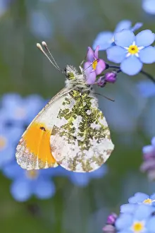 Anthocharis: Orange Tip Butterfly