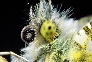 Spirals: Orange-tip Butterfly - close-up of head