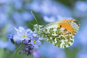 960521: Orange Tip Butterfly feeding on Forget-me-not flowers