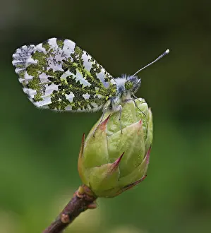 Anthocharis: Orange-Tip Butterfly female resting on Azalea bud May