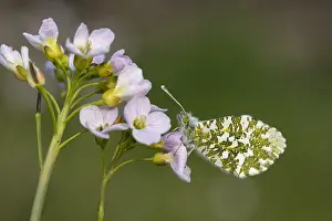 Anthocharis: Orange Tip Butterfly - Female - Roosting - Lancashire - UK