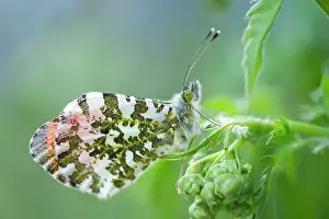 Parsley: Orange Tip Butterfly - male on Cow Parsley