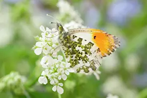 Parsley: Orange Tip Butterfly - male on Cow Parsley