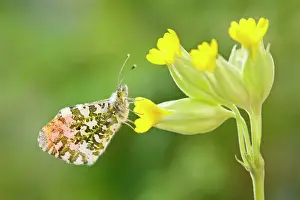 Cowslip: Orange Tip Butterfly - male on Cowslip