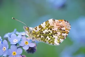 Forget: Orange Tip Butterfly - male on Forget-me-not flowers