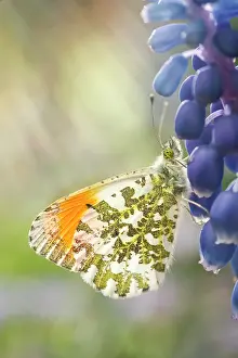 Hyacinth: Orange Tip Butterfly - male on Grape Hyacinth flowers