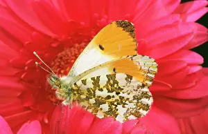 Anthocharis: Orange-tip BUTTERFLY - male on pink gerbera flower