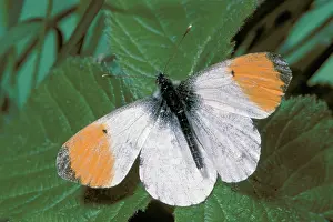 Anthocharis: Orange-tip BUTTERFLY - male, at rest on leaf, with