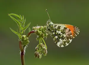 Anthriscus: Orange-Tip Butterfly male resting on Cow Parsley