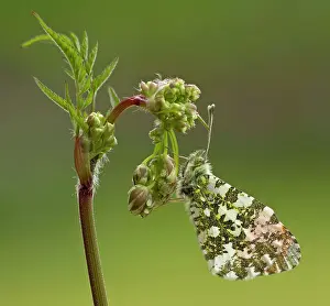 Anthriscus: Orange-Tip Butterfly male resting on Cow Parsley
