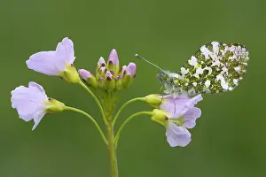 Anthocharis: Orange Tip Butterfly - male - resting on Cuckoo flower
