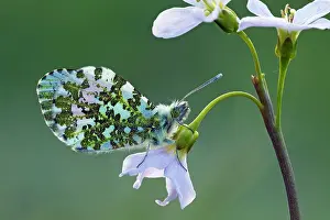 Anthocharis: Orange Tip Butterfly - male resting on Lady's Smock